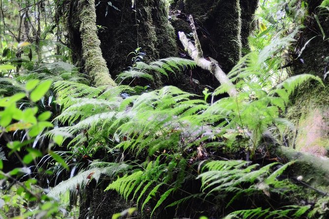 Mount Doi Inthanon Hiking & Bird Watching - Guided Hiking Experience