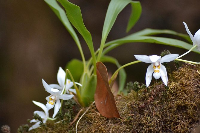 Mount Doi Inthanon Hiking & Bird Watching - Inclusions and Logistics
