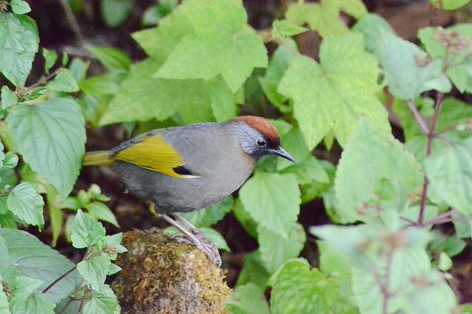 Mount Doi Inthanon Hiking & Bird Watching - Tour Accessibility