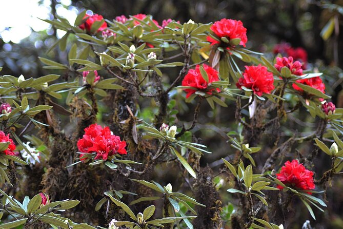 Mount Doi Inthanon National Park Sunrise and Hiking - Booking Confirmation
