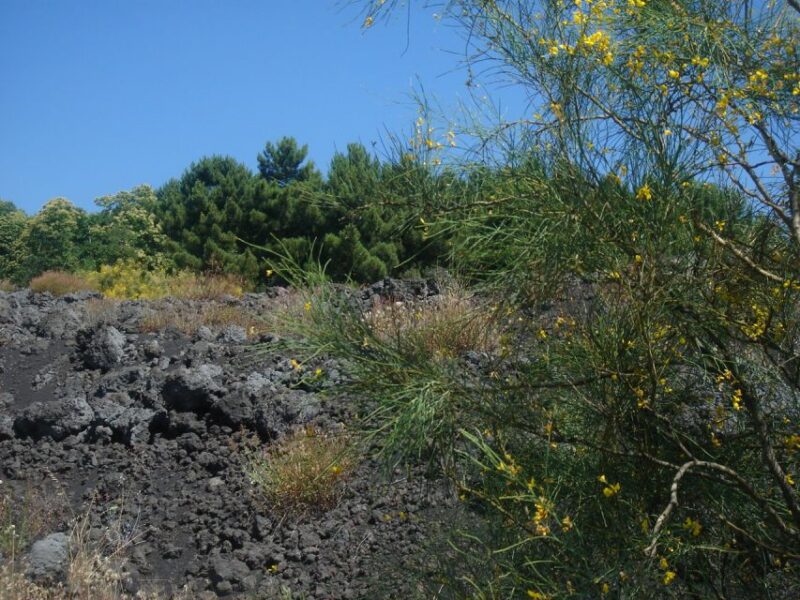 Mount Etna Jeep Tour With Lunch From Taormina - Customer Reviews and Feedback