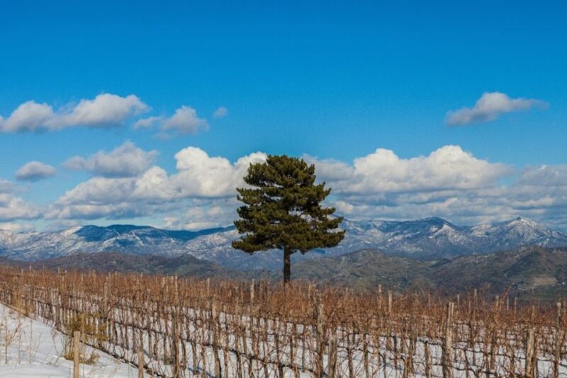 Mount Etna: Winery Tour and Tasting - Customer Reviews and Ratings
