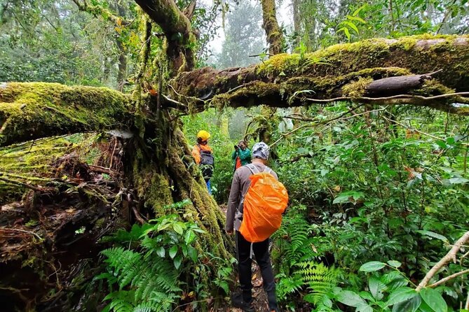 Mount Fansipan 2 Days Trek – Roof of Indochina - Experience Insights