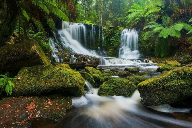 Mount Field Day Tour Private Charter Service ( 3 days in advance - Wildlife at Bonorong Sanctuary