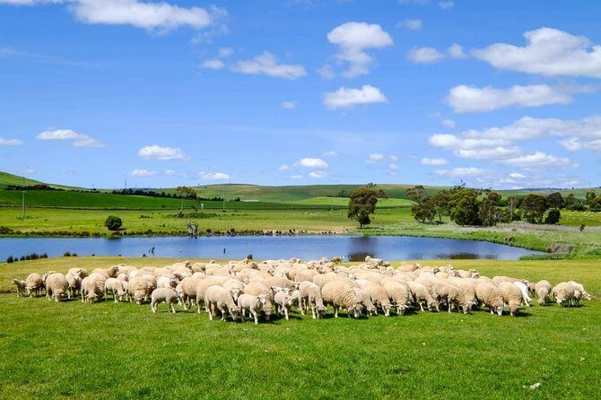 Mount Field Day Tour Private Charter Service ( 3 days in advance - FAQs