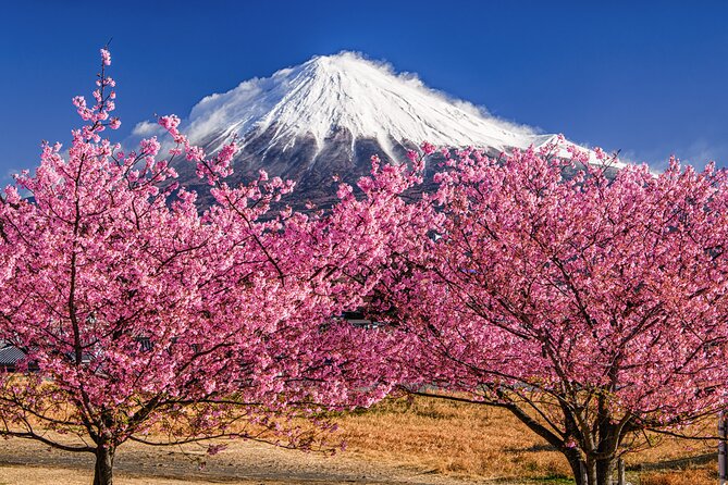 Mount Fuji and Cherry Blossom E-Bike Tour (Seasonal Availability) - Meeting and End Points