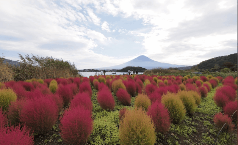 Mount Fuji and Hakone Customized Private Tour - Customer Feedback