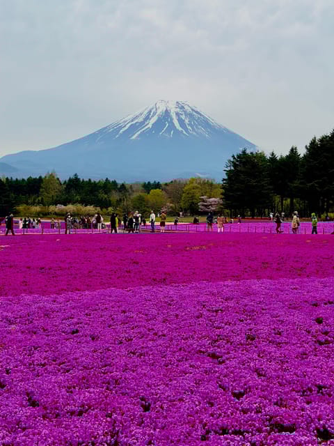Mount Fuji and Lake Kawaguchiko Luxury Private Tour - Itinerary Highlights