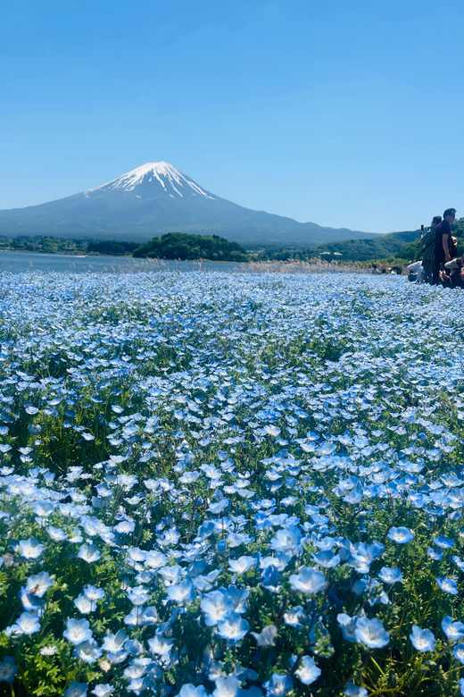 Mount Fuji and Lake Kawaguchiko Tour With English Guide - Itinerary Overview