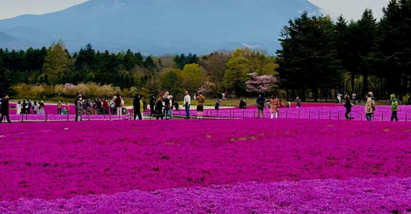 Mount Fuji and Lake Kawaguchiko With Pick-Up & Drop-Off - Included in the Tour