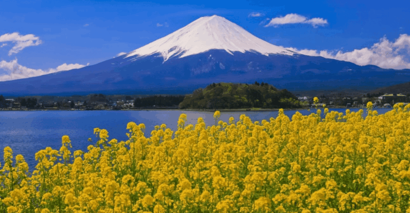 Mount Fuji Full Day Private Tour With Pick-Up and Drop off - Key Points