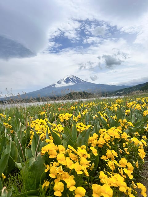 Mount Fuji One Day Private Tour by Car With English Driver - Tour Guide Languages