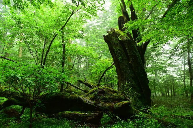 Mount Fuji Scenic E-Bike Tour - Booking and Cancellation