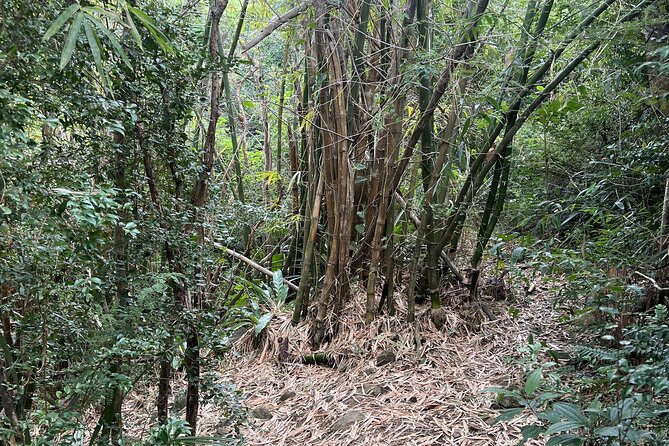 Mount Healthy National Park Private Hike Tour in Tortola - Notable Reviews