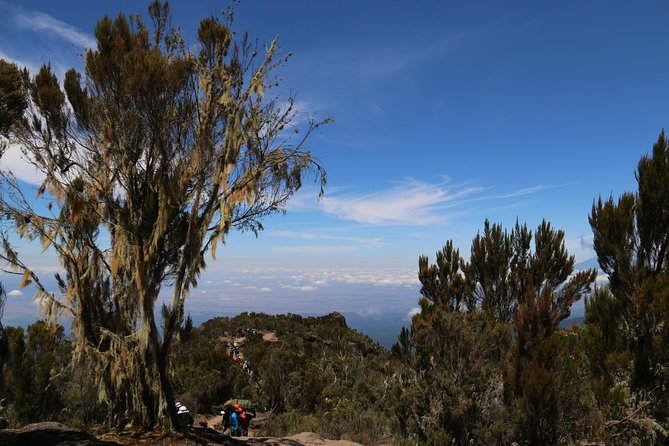 Mount Kilimanjaro Day Hike - Traveler Reviews