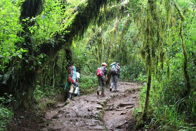 Mount Kilimanjaro Day Hike Through Marangu Route to Mandara Hut - Pickup and Transportation