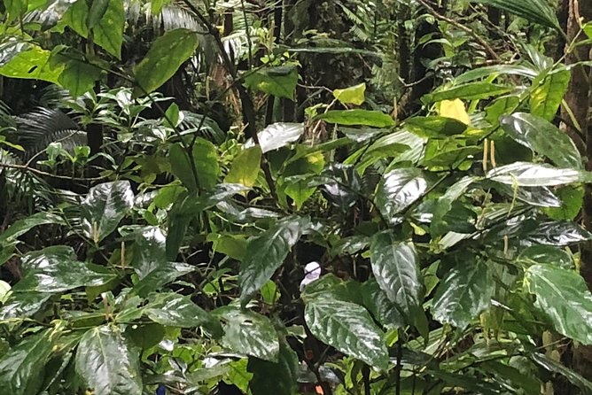 Mount Liamuiga Volcano Tours - Pickup and Meeting Information