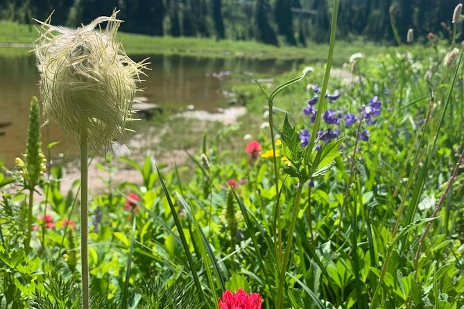 Mount Rainier Full Day Private Tour and Hike - Highlights of the Day