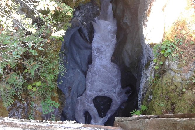 Mount Rainier Tour From Seattle - Participant Experience and Activities