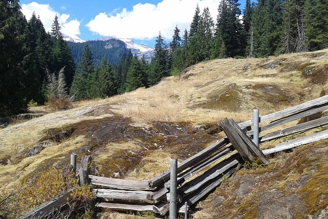 Mount Rainier Tour From Seattle - Reviews and Recommendations
