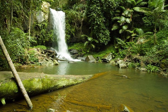 Mount Tamborine Wine Tasting Tour From Brisbane or the Gold Coast - Lunch and Dining