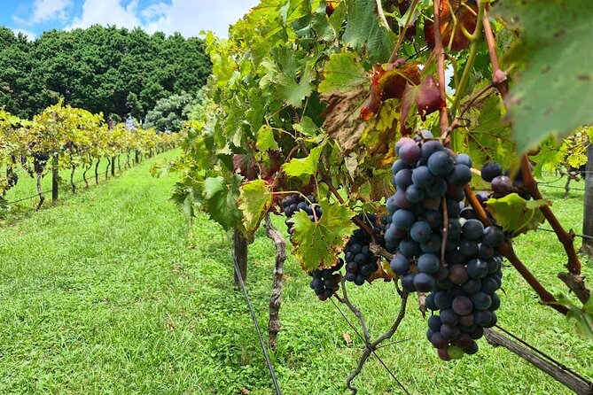 Mount Tamborine Wine Tasting Tour From Brisbane or the Gold Coast - Highlights of the Tour