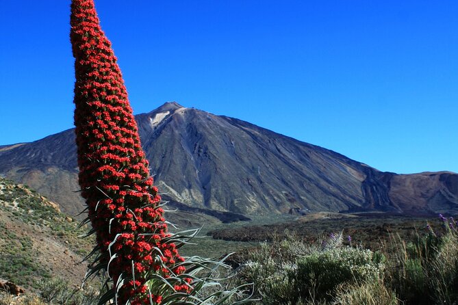 Mount Teide Quad Day Trip in Tenerife National Park - Exploring Tenerife National Park