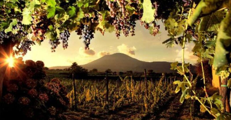Mount Vesuvius Wine Tasting and Lunch From Pompeii - Itinerary and Experience