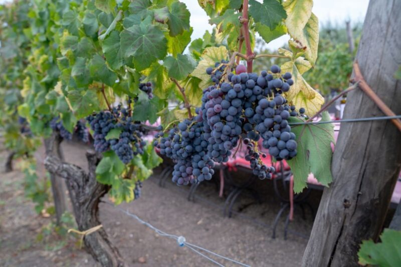 Mount Vesuvius: Wine Tasting Experience With Lunch Included - Wine and Culinary Experience