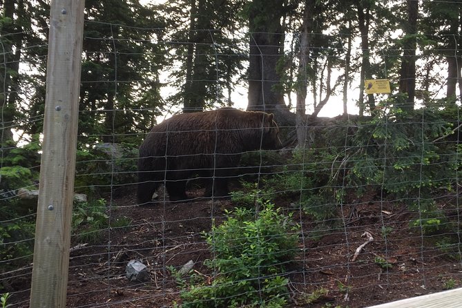Mountain Adventure (Grouse Mountain and Capilano Suspension Bridge) - Grouse Mountain Experiences