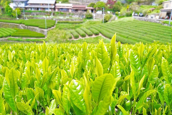 Mountain Area in Hamamatsu Tour With Lunch & Seasonal Project - Lunch Details