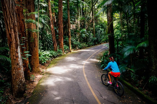 Mountain Bike Tijuca Rain Forest - Exploring the Tijuca Rain Forest