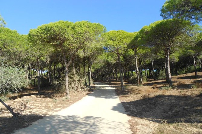 Mountain Bike Tour Conil De La Frontera Wine Bike Tour - Exploring the Dunes and Seaside