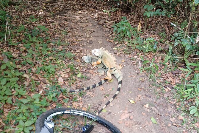 Mountain Bike tour to a Pristine Spring and Cave - Final Thoughts: Who Is This Tour For?