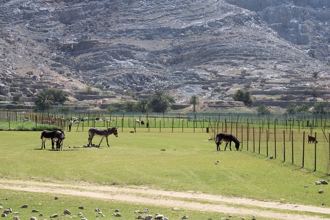 Mountain Safari in Jebel Harim - Tour Features