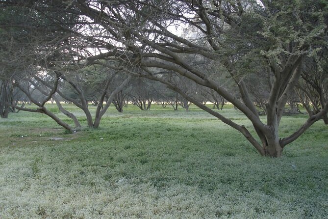 Mountain Safari in Jebel Harim - Al Khalidiya Park