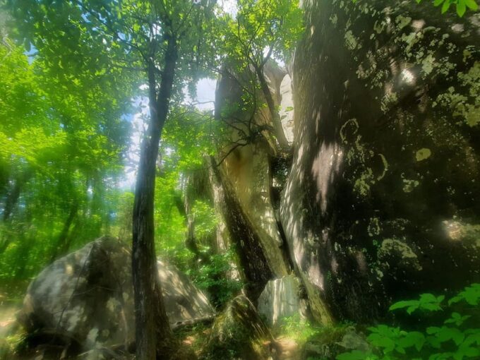 Mountain Train Experience Hiking & Mystic Forest (From Nice) - Frequently Asked Questions