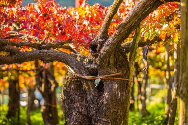 Mountains and Vineyards: the Secrets of the Coast in Calesse - Wine Tasting Experience