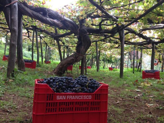 Mountains and Vineyards: the Secrets of the Coast in Calesse - Frequently Asked Questions