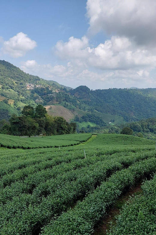 Mountains Discovery:Doi Mae Salong & Doi Tung (Private Tour) - Tea Tasting Experience