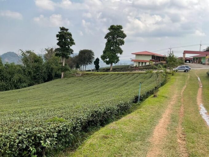 Mountains Discovery:Doi Mae Salong & Doi Tung (Private Tour) - Inclusions and Exclusions