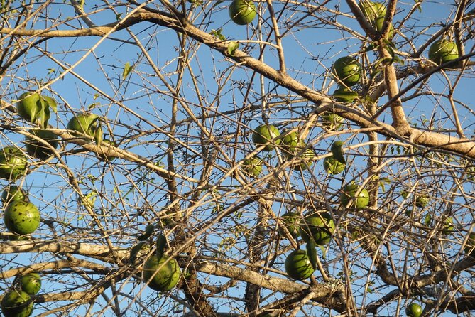 Mozambique Food and Culture Tour - Key Points