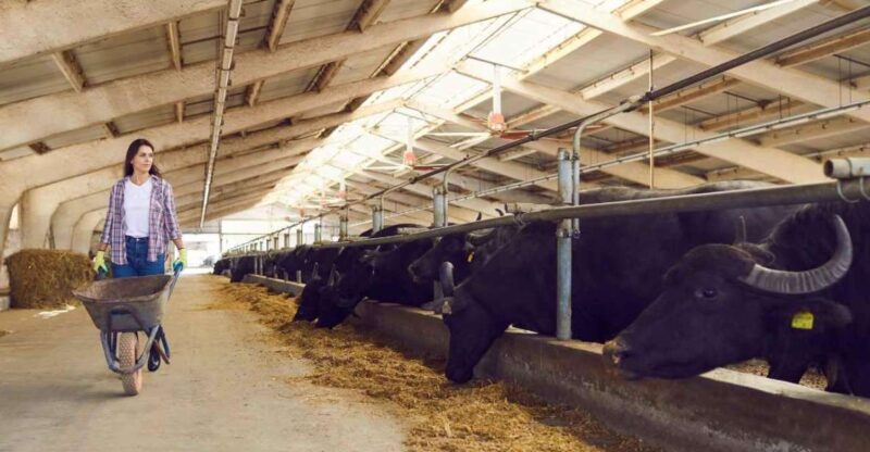 Mozzarella Experience: Tour + Lunch in Paestums Dairy - Frequently Asked Questions
