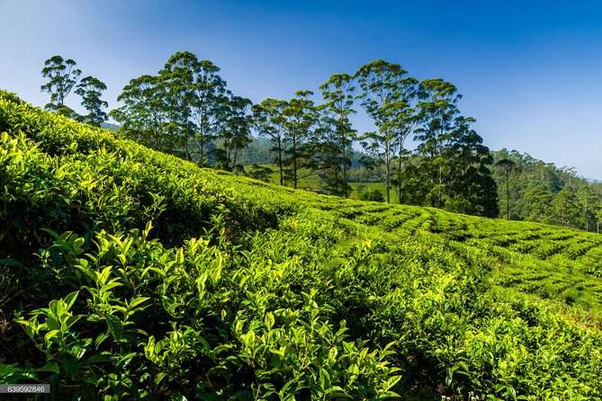 Mr.Kandy Tuk - Hanthana Nature Tour - About Mr.Kandy Tuk