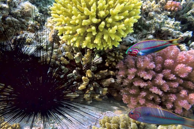 Mr. Tu Snorkel Day Trip to Koh Nangyuan & Koh Tao by Speed Boat From Koh Samui - Additional Nature Experiences