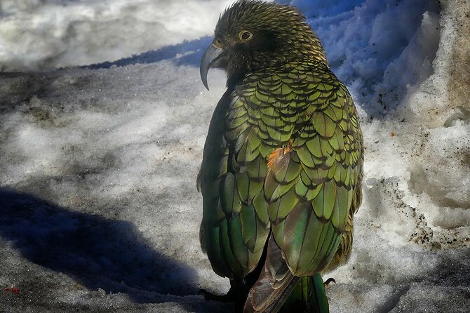 Mt Cook and Lake Tekapo 2 Day Small Group Tour From Queenstown - Accessibility and Participation