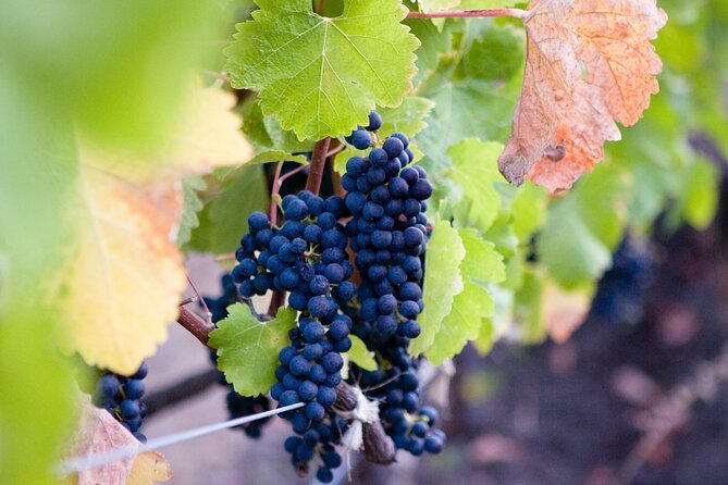 Mt Etna and Wine Tasting Tour From Catania - Optional Extras