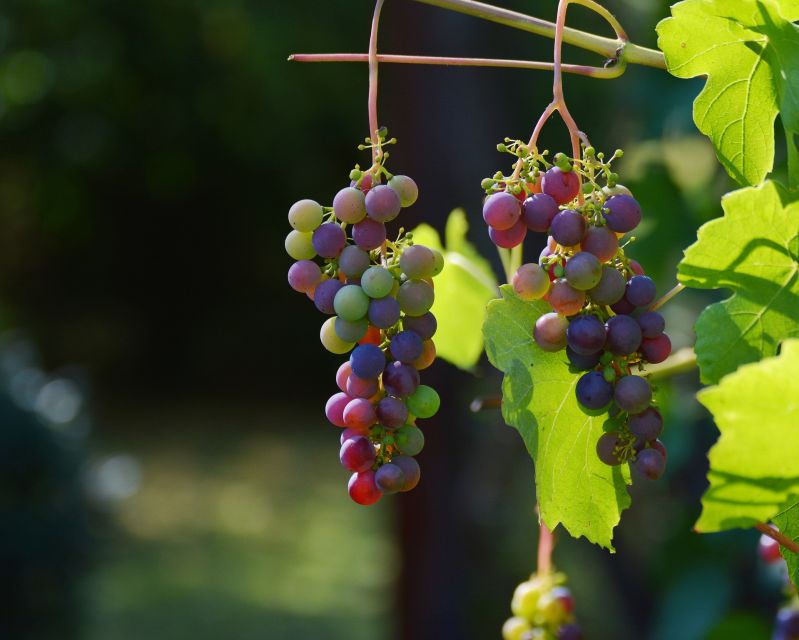 Mt Etna Private Guided Walking Tour With Wine Tasting - Mt Etna Guided Experience
