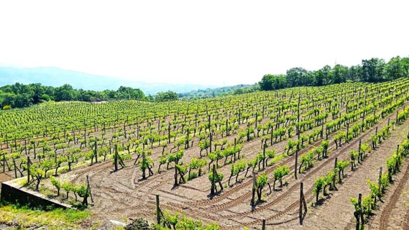 Mt Etna Private Guided Walking Tour With Wine Tasting - Wine Tasting Opportunity