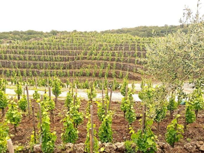 Mt Etna Private Guided Walking Tour With Wine Tasting - Inclusions and Exclusions